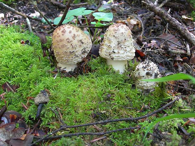 I  Funghi  della  faggeta  calcarea